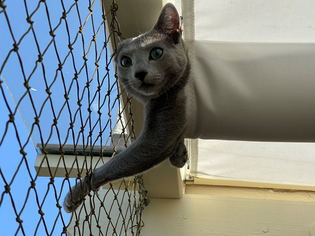Katze 3